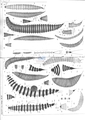 Nematoda (roundworms)