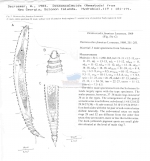 Desmoscolex fennicus