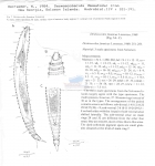 Desmoscolex fennicus