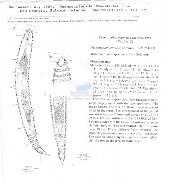 Desmoscolex fennicus