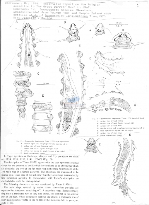 Desmoscolex longisetosus