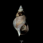 Caenogastropoda