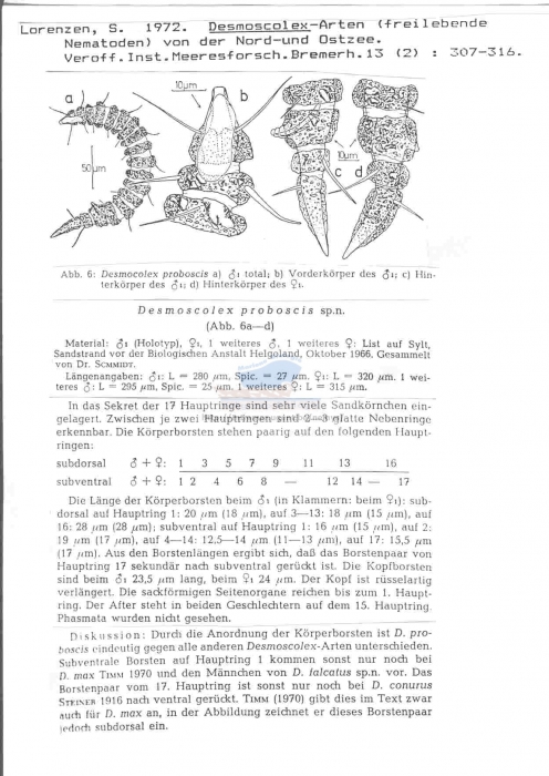 Desmoscolex proboscis