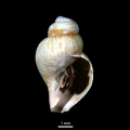 Mollusca (molluscs)