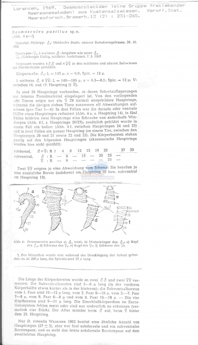 Desmoscolex pusillus