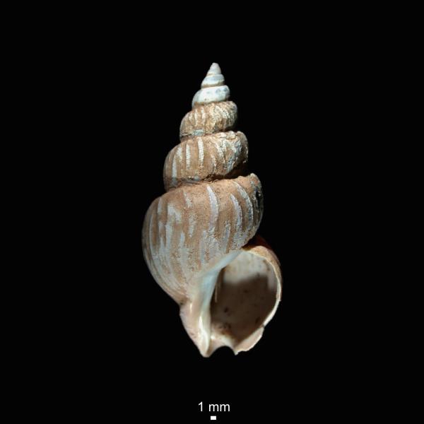 Buccinum scalariforme