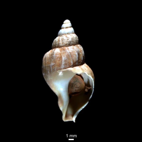 Buccinum scalariforme Buccinum scalariforme