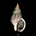 Mollusca (molluscs)