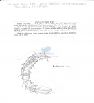 Nematode file-library of the Marine Biology Section (Ghent University, Belgium)