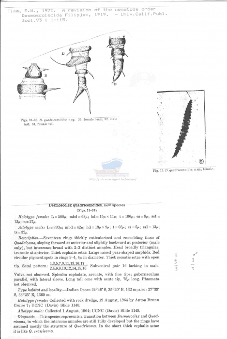 Desmoscolex quadricomoides