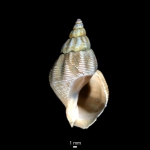 Caenogastropoda