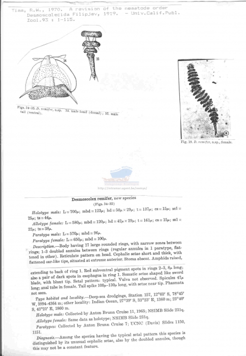 Desmoscolex remifer