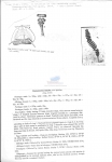 Nematode file-library of the Marine Biology Section (Ghent University, Belgium)