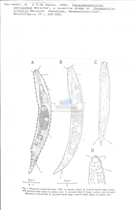 Desmoscolex vinealis