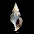 Mollusca (molluscs)