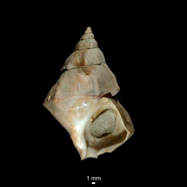 Buccinum angulosum Buccinum angulosum