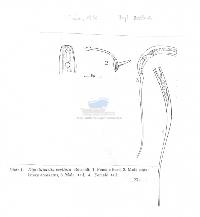 Diplolaimella ocellata