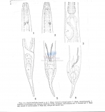 Diplolaimelloides bruciei