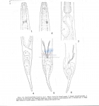 Nematode file-library of the Marine Biology Section (Ghent University, Belgium)
