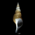 Mollusca (molluscs)