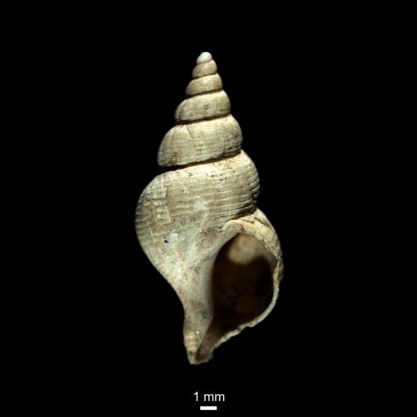 Colus latericeus Colus latericeus