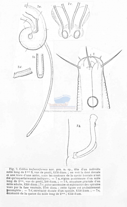 Cobbia trefusiaeformis