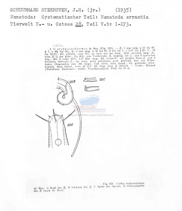 Cobbia trefusiaeformis