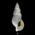 Mollusca (molluscs)