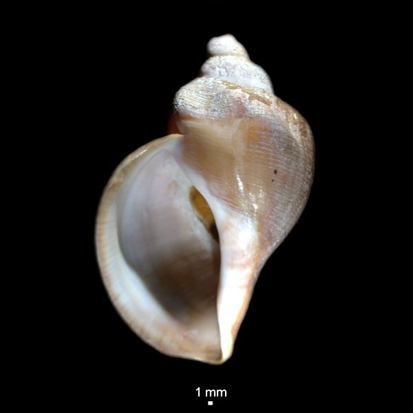 Volutopsius deformis Volutopsius deformis
