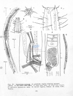 Daptonema setosum