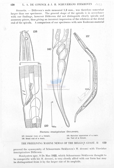 Daptonema tenuispiculum