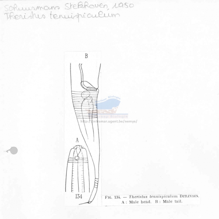 Daptonema tenuispiculum