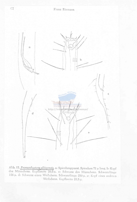 Daptonema albigensis