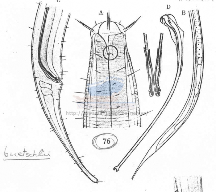 Daptonema buetschlii