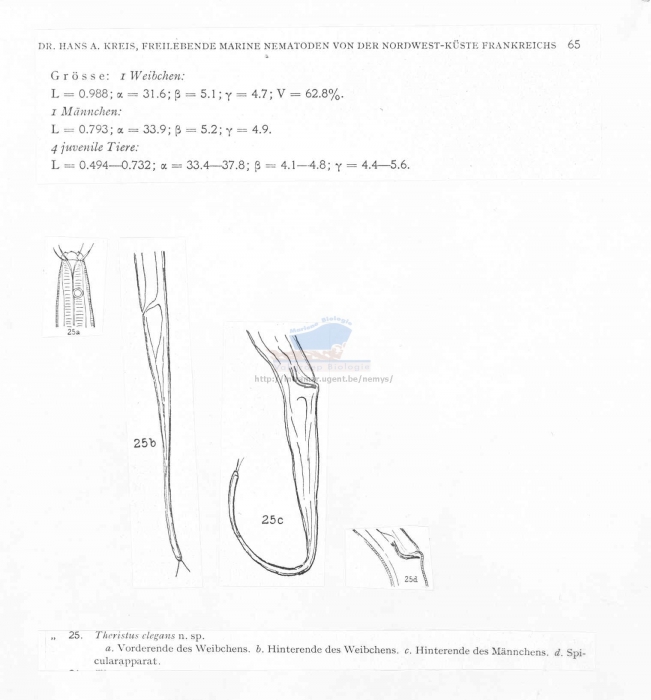 Daptonema elegans