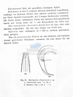 Daptonema filispiculum