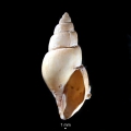 Mollusca (molluscs)