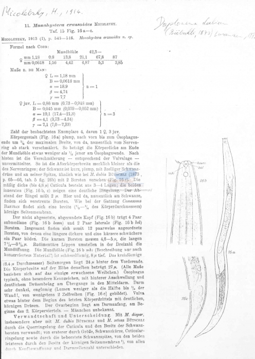 Daptonema dubium