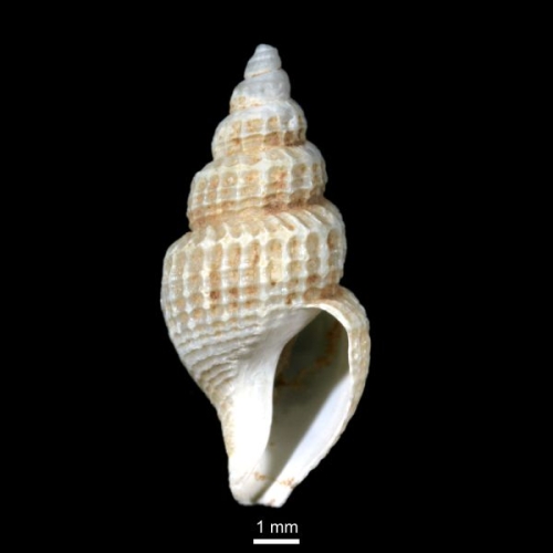 Oenopota exarata