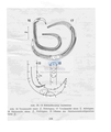 Nematoda (roundworms)