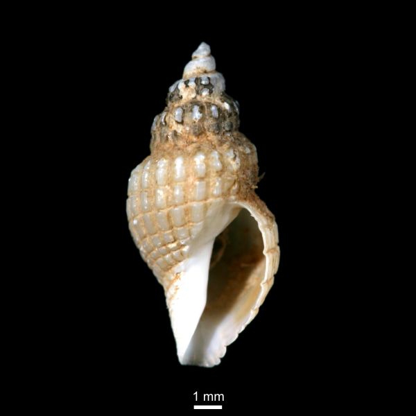 Oenopota impressa Oenopota impressa