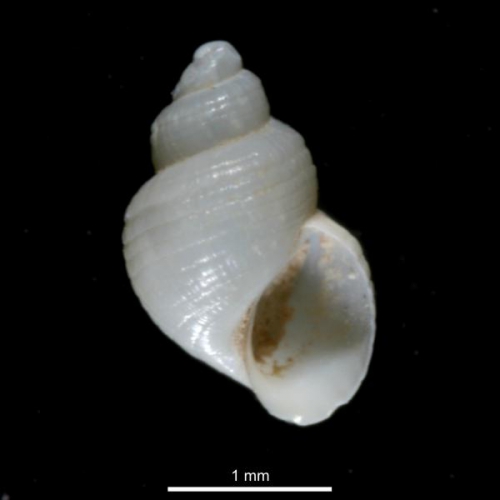 Menestho truncatula