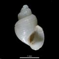 Mollusca (molluscs)