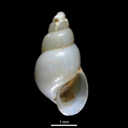 Liostomia eburnea