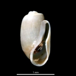 Cephalaspidea