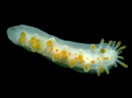 Limacia clavigera (O F Mler, 1776)