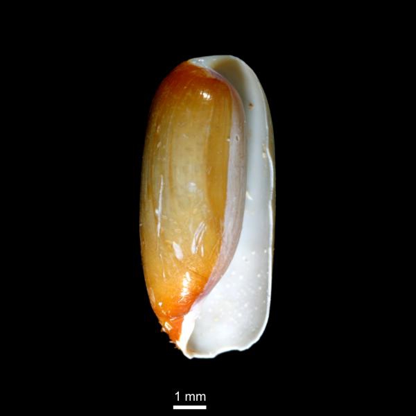 Cylichna alba Cylichna alba