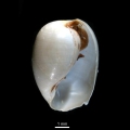 Mollusca (molluscs)