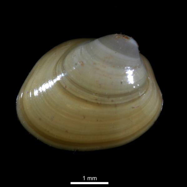 Ennucula tenuis