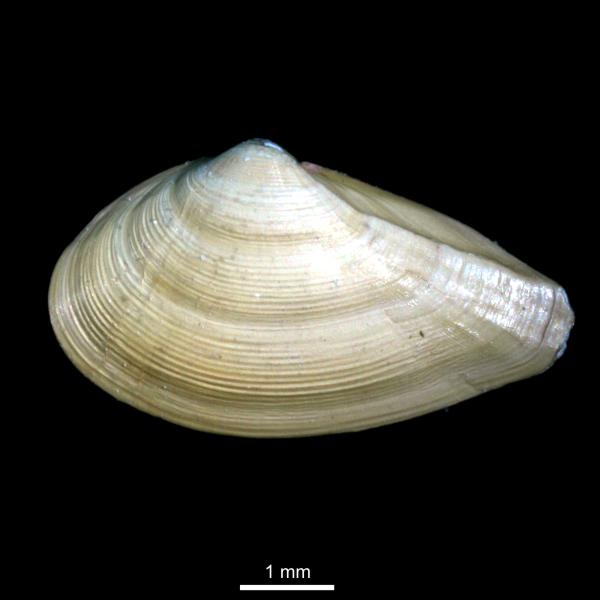 Nuculana pernula